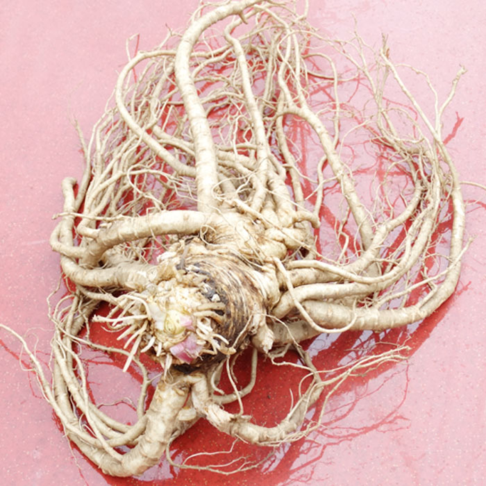 云南生态当归秦归丽江中药材山里干货自然晒干零污染50克10份包邮