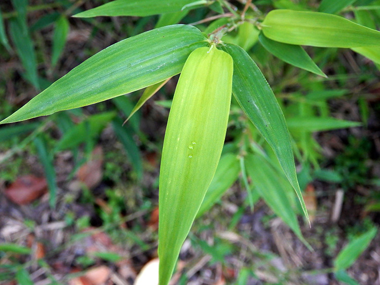 新鲜竹子叶山竹叶中药材 竹叶茶 现采晒干青竹叶茶非淡竹叶石竹叶