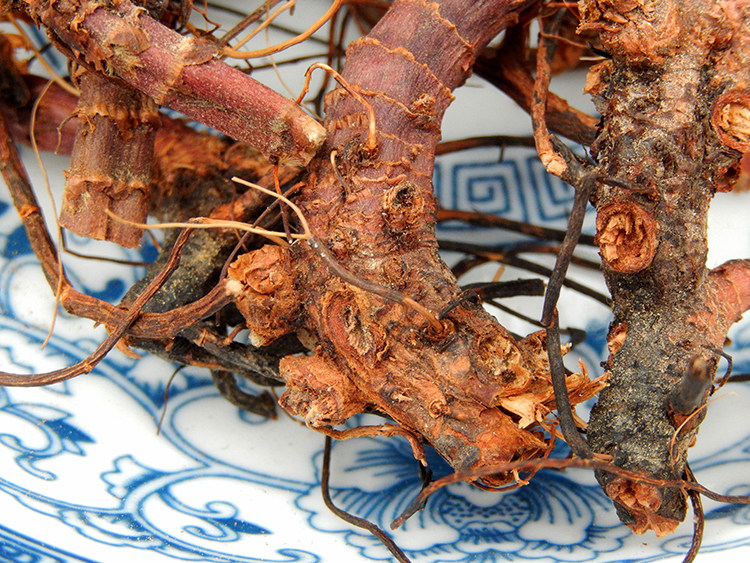 中药材仙鹤草根芽狼牙草根龙芽草河南山区野生仙鹤草根500克正品