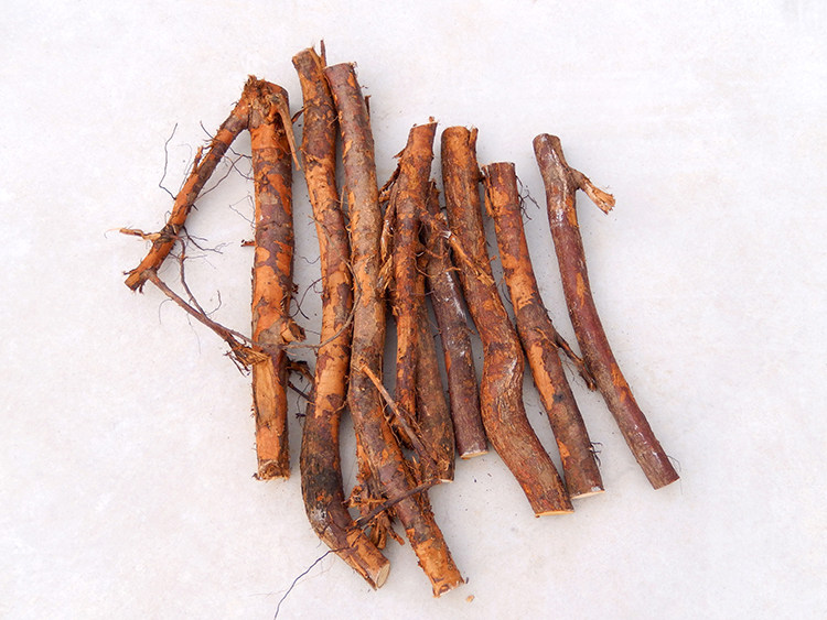 野生新鲜现挖正品板栗根栗子根毛栗树根风栗子根中药材500g包邮