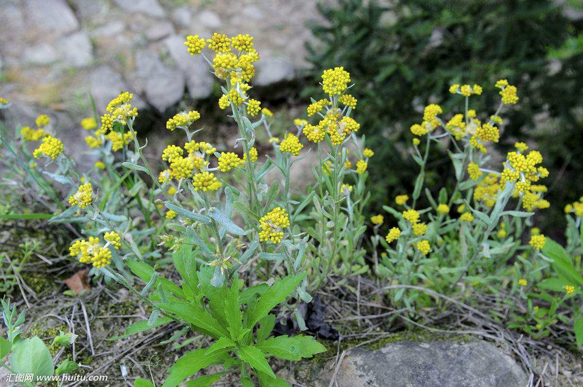绒毛草田艾佛耳草500克包邮鼠鞠草清明草中药材野生鼠曲草