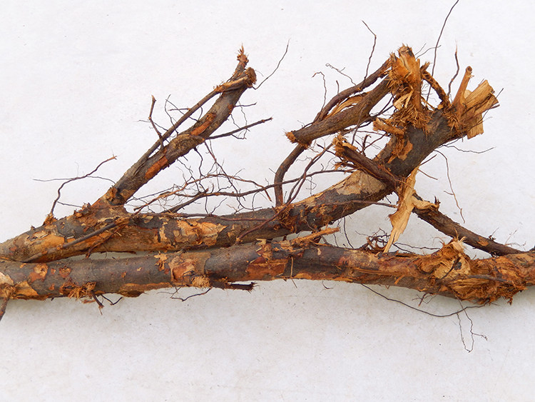 栗子野生新鲜现挖正品板栗根干毛栗树根中药材其他药食同源食品