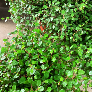 新鲜千叶兰1盆长寿藤吊兰叶子酒店西餐饮冷艺摆盘围盘花草