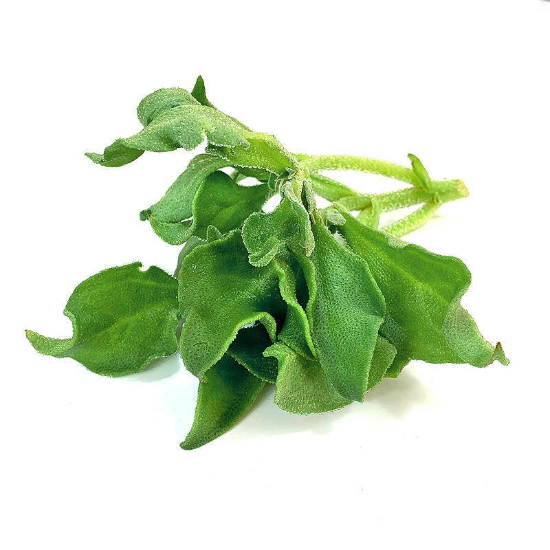 冰草新鲜250g冰菜冰叶西餐凉拌蔬菜非洲酒店叶菜类