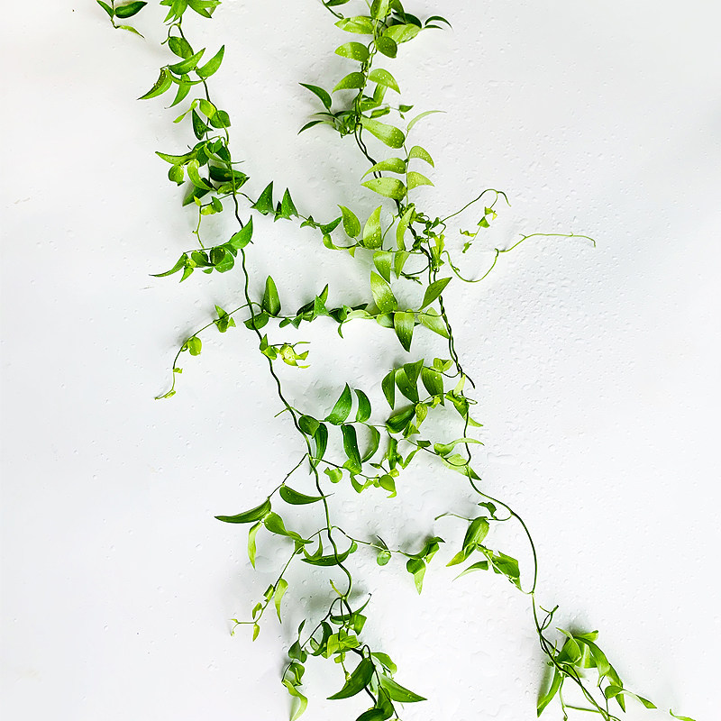 新鲜幸运星1盒装树苗阔叶舞竹幸运草酒店摆盘任搭其它