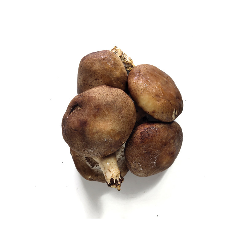 新鲜香菇250g 食用菌菇非干货湿香菇蔬菜炒菜火锅煲汤食材