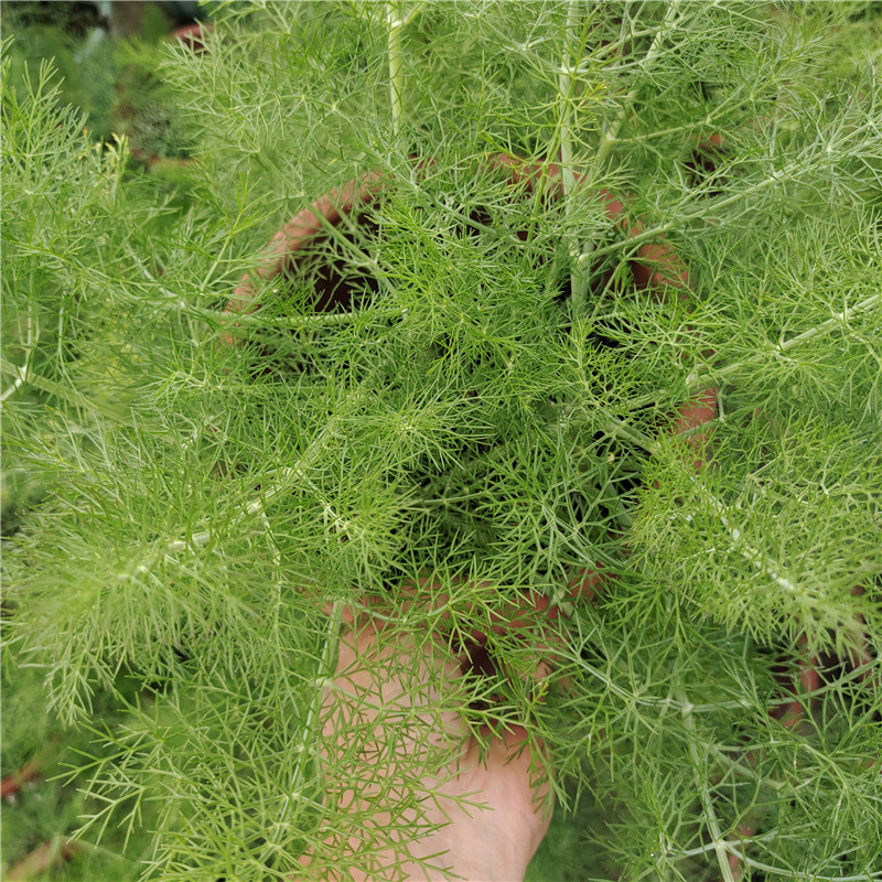 小茴香盆栽茴香香菜食用苗带根根割茬茴新鲜菜苗绿植