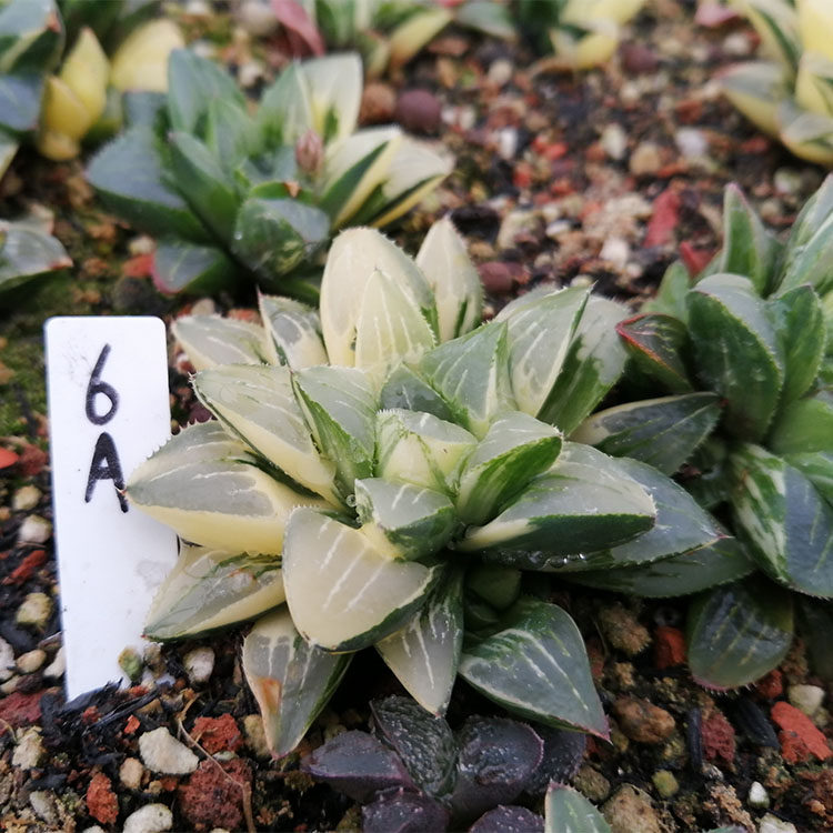 多肉姬寿十二盆栽绿植植物大棚清仓宝草多肉植物
