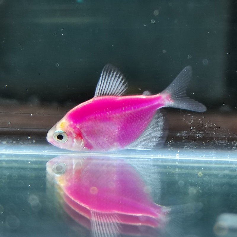 小型热带鱼彩色天使七彩鱼柠檬青苹果彩群鱼彩旗鱼鱼