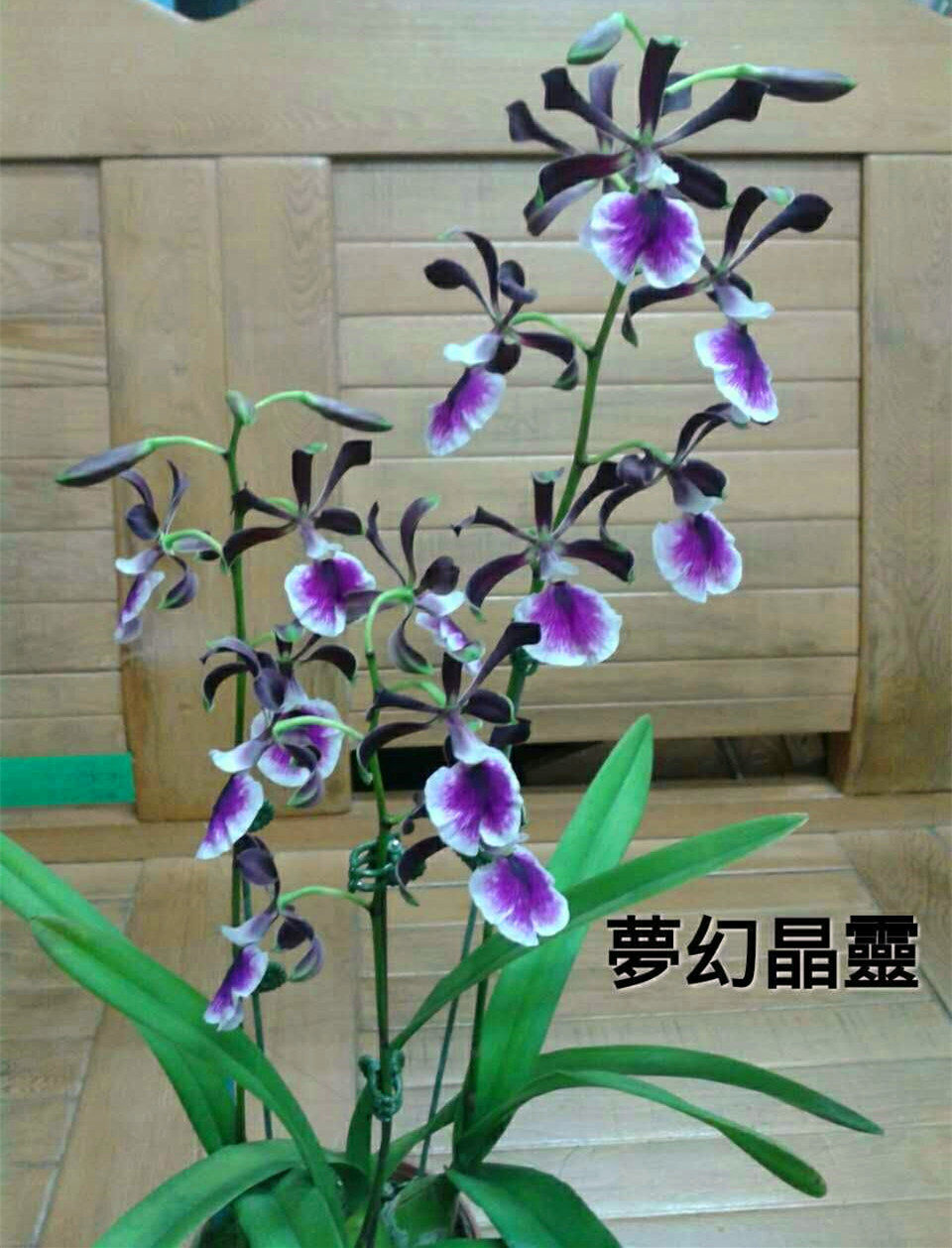 大头树兰梦幻晶灵多花性有香现货近成株