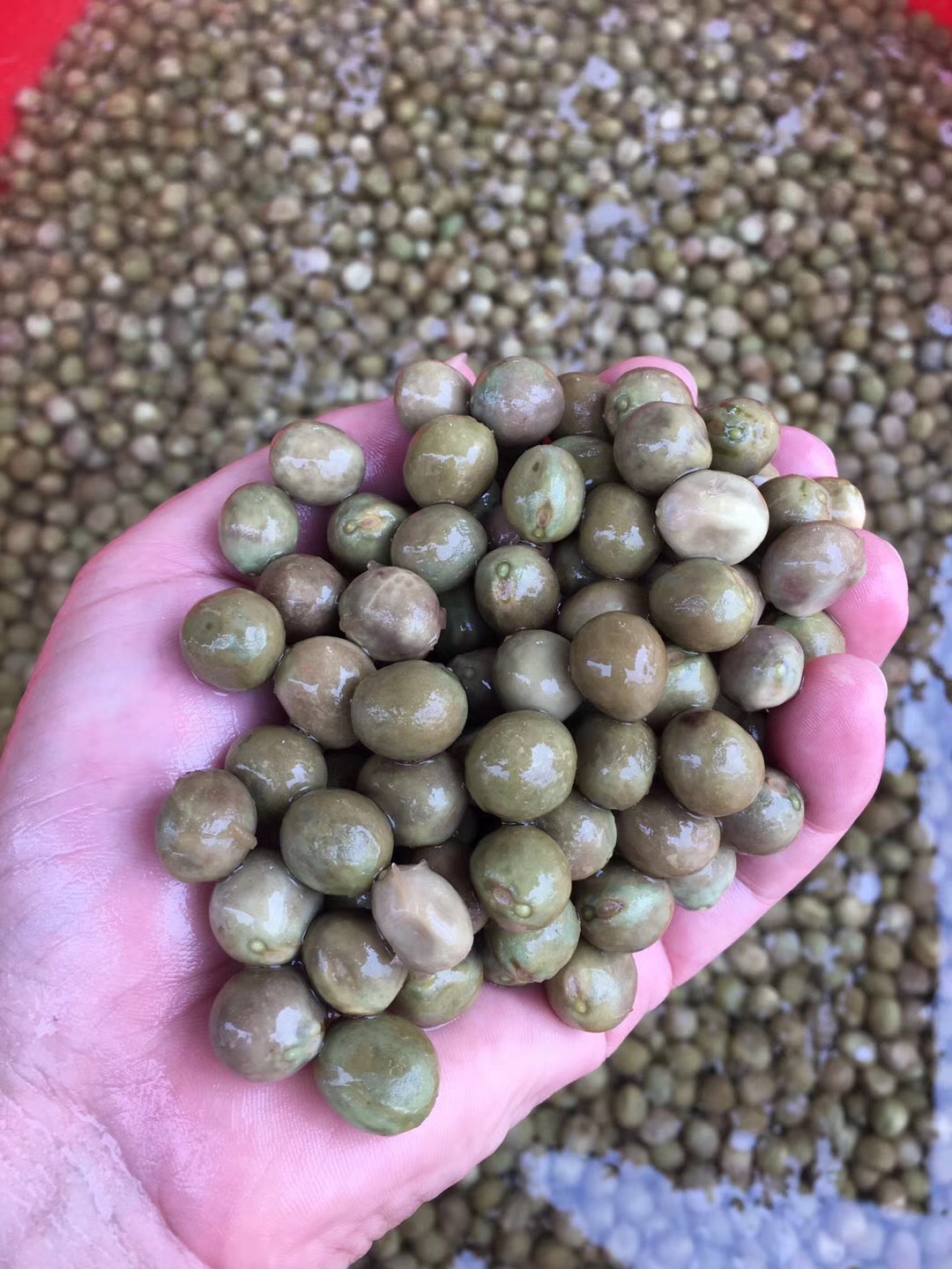 2020安徽天长龙岗鸡头果二青一等新鲜带壳野生鸡头米芡实果500g