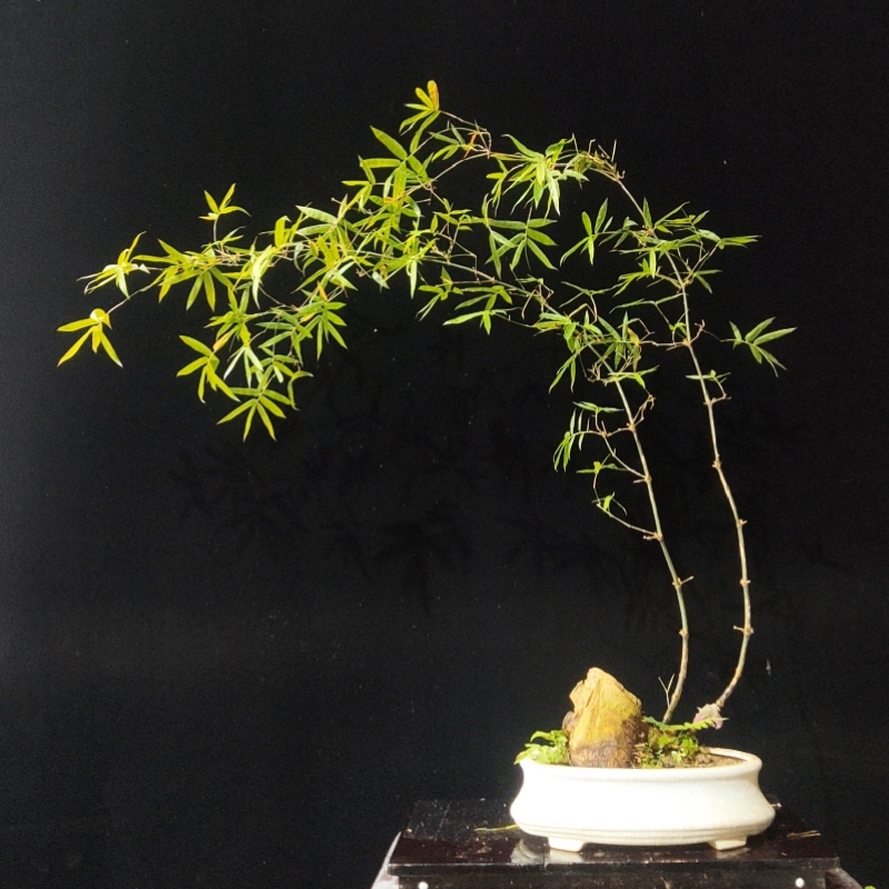 缤纷园林精品文人簕竹成品盆景禅意净化空气水竹绿植