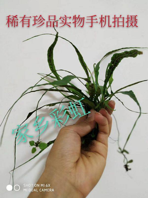 马蹬草过桥草还阳草小石韦宝天曼原始森林野生天然名贵药材