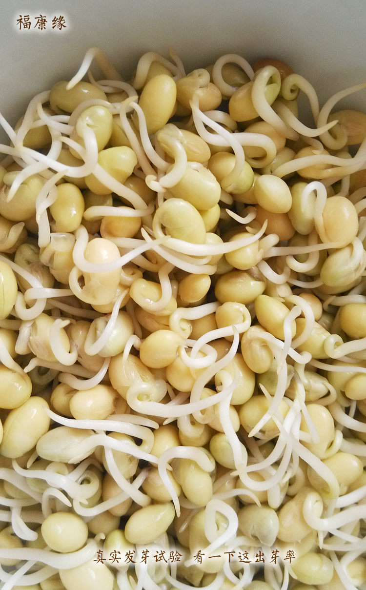 极小小粒珍珠黄豆发酵纳豆专用新鲜转基因芽豆黄豆