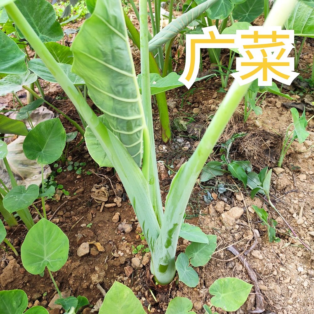 广西特产天然干菜芋梗茎干白芋苗芋头苗干脱水其它干货