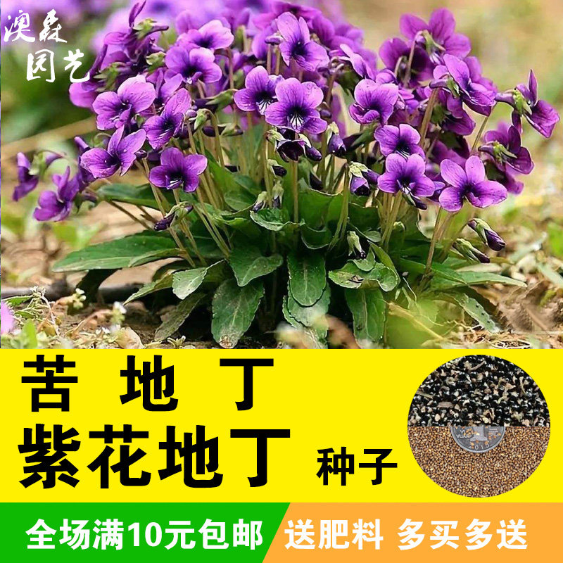 紫花药用种堇庭院阳台家庭盆栽药材野菜种籽家庭园艺种子