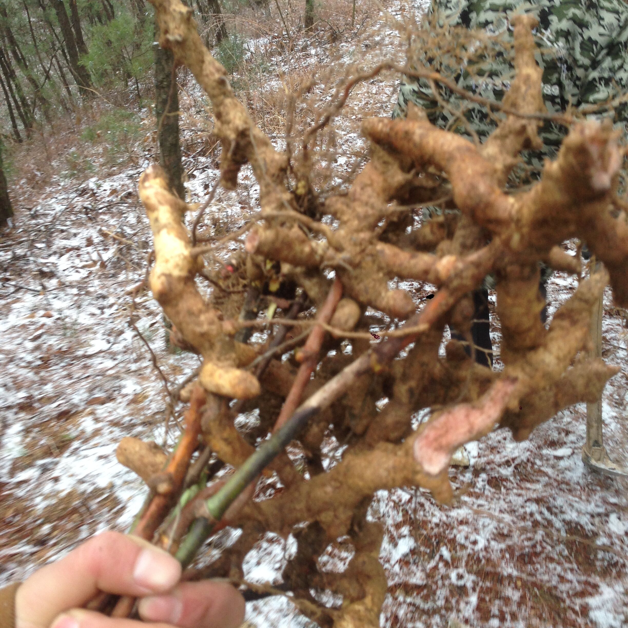 大别山新鲜金刚刺,金刚根现挖现卖1斤包邮