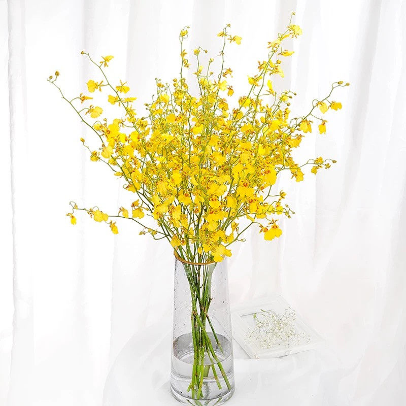 生动活力精选柠檬跳舞兰鲜切花点亮云南鲜花鲜花速递同城