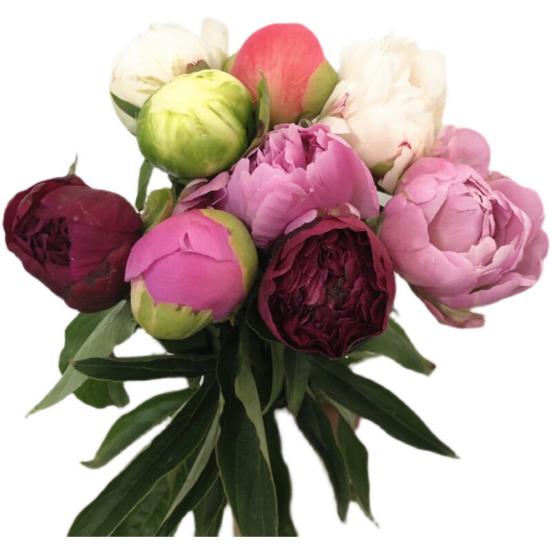 女神母亲节芍药鲜花阳光灿烂多层花朵生日家庭生活鲜花速递同城