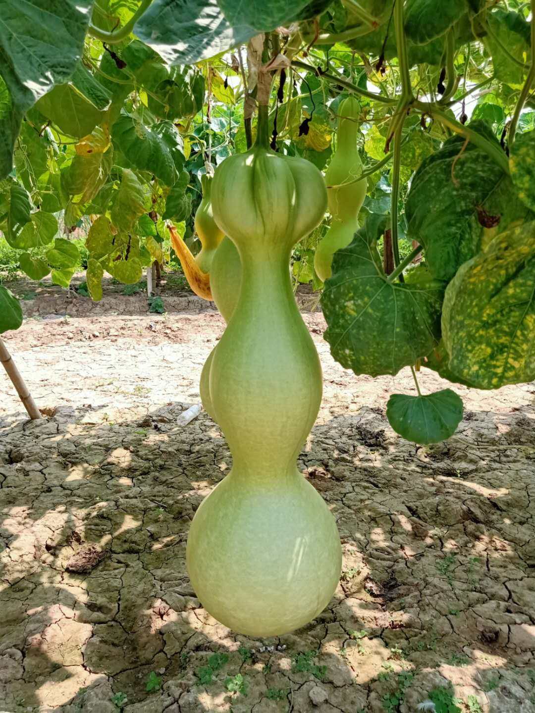 葫芦纯天然超大莲花花头八宝巨型亚腰种籽葫芦