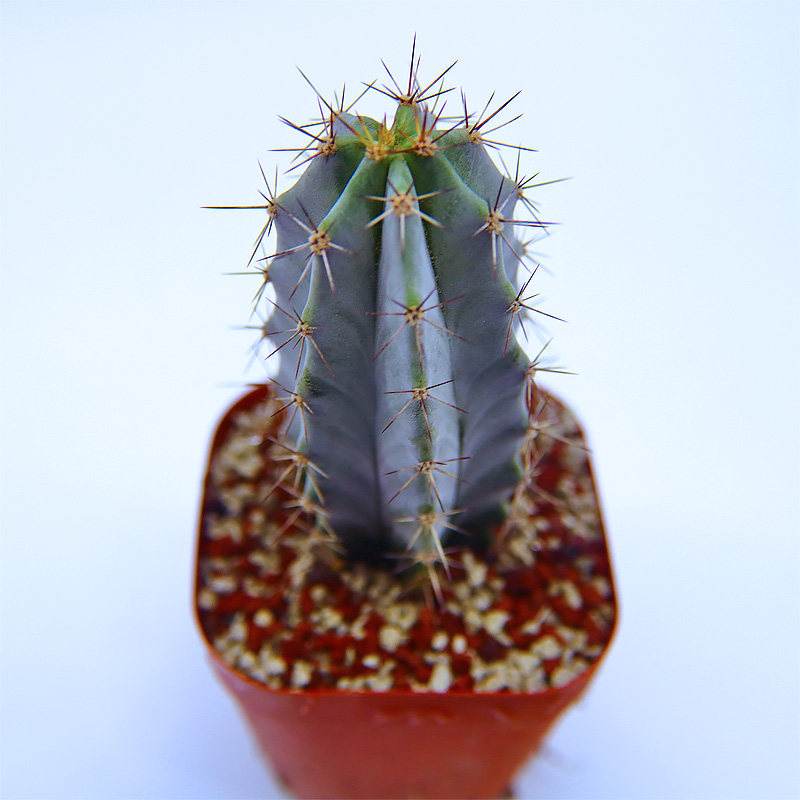 大型多肉仙人球超大朝雾阁柱办公室内桌面防辐射避邪绿植基地直销