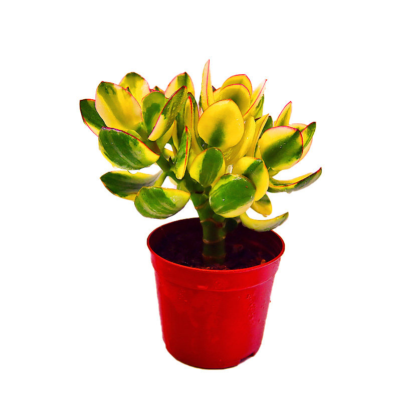 花月玉树植物新花月盆栽老桩红边多肉黄金黄金花多肉植物