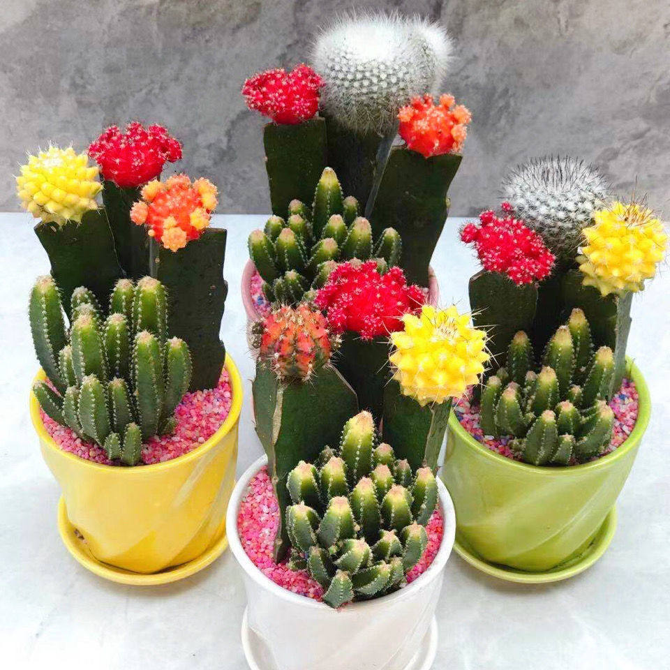 盆栽仙人嫁接品种组合开花仙人掌防辐射多肉植物多肉植物