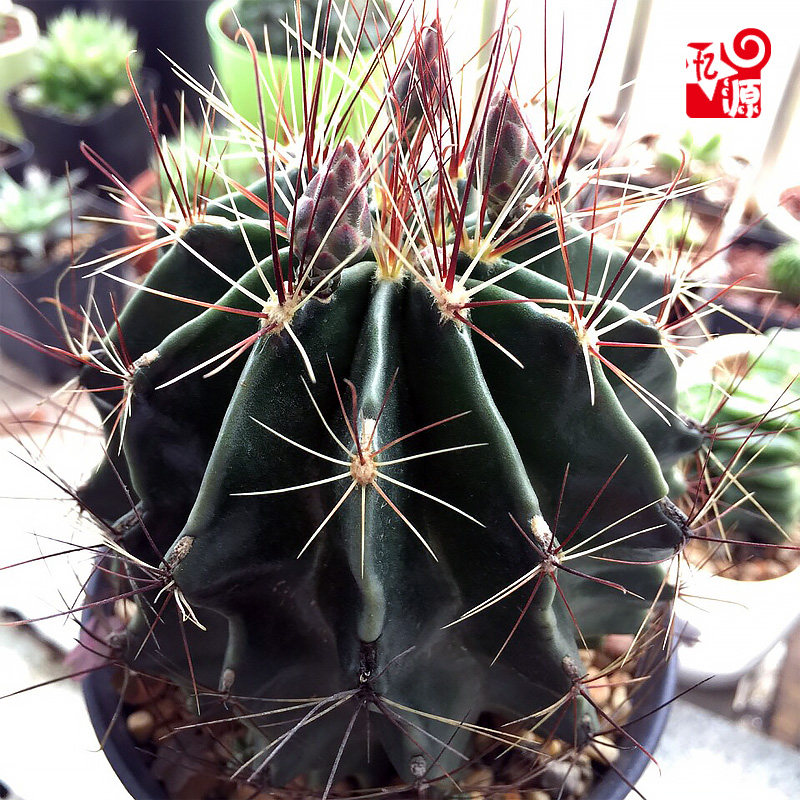 实生龙王丸仙人球开花多肉植物办公室内外防辐射吸甲醛绿植小盆栽
