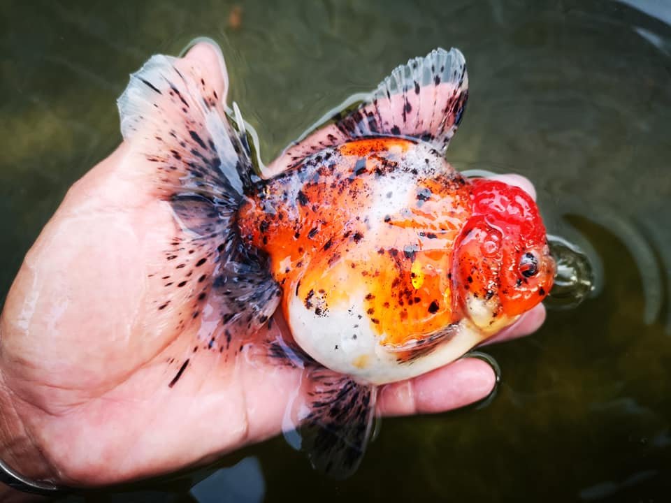 泰狮金鱼观赏鱼精品品花鱼苗水族宠物冷水鱼淡水鱼鱼