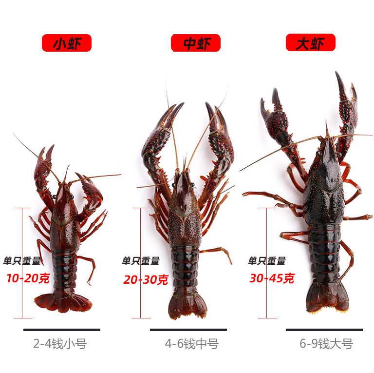 鲜活小龙虾清水活虾5斤789钱新鲜水产湖北潜江活虾