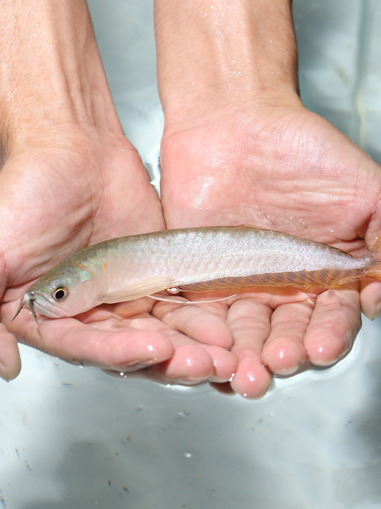 龙鱼银龙饲料活体鱼苗大型观赏鱼鹦鹉地图招财鱼