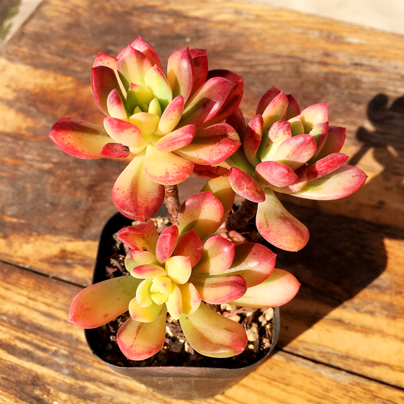 锦多小叮当肉小铃铛锦红稚莲肉老桩群生多头一物多肉植物