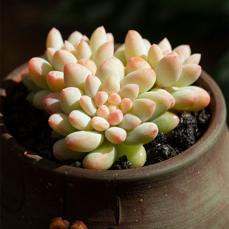 冰淇淋多肉植物老桩超大清仓包邮一物多肉植物