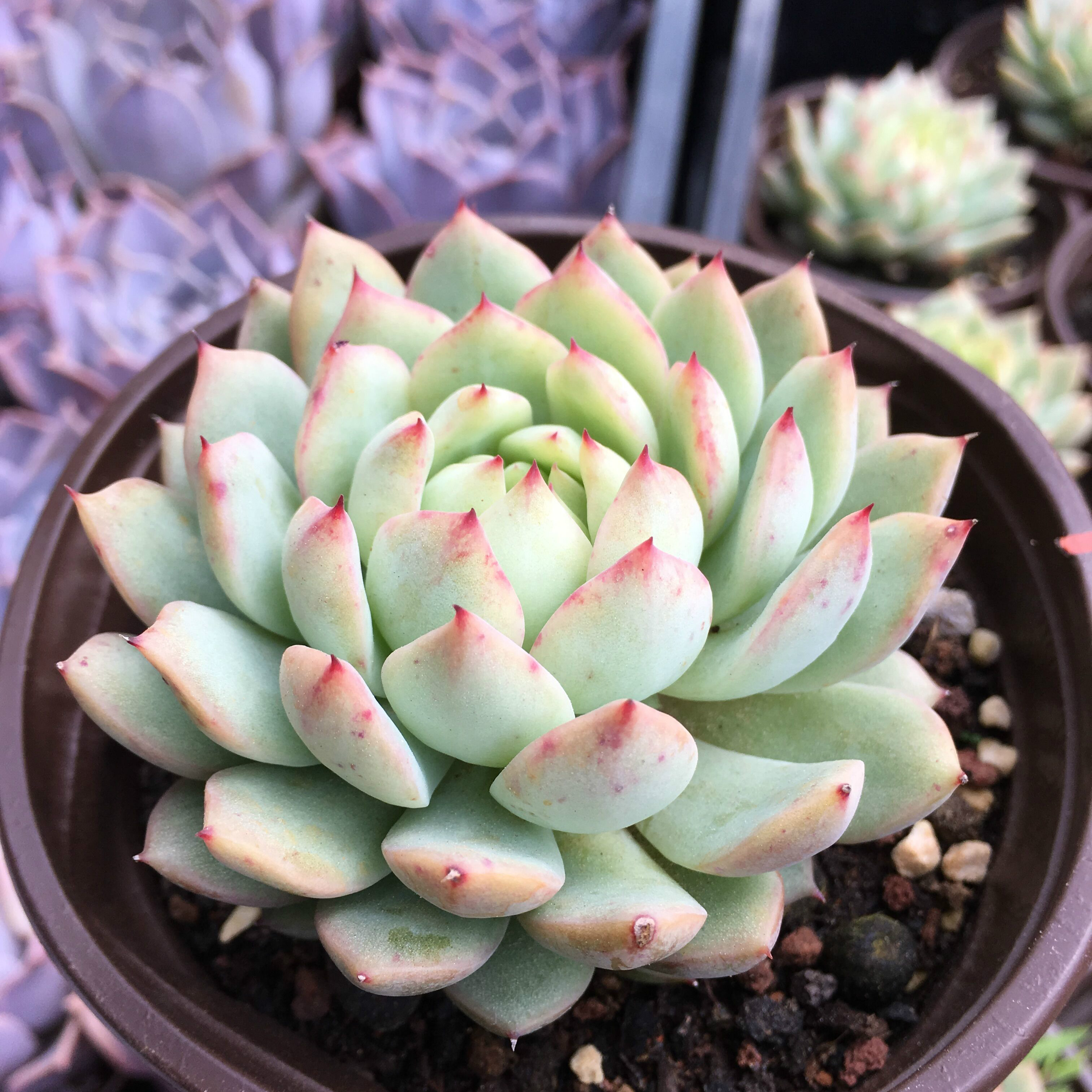 tp蒂比多肉植物群生精品进口组合盆栽含盆多肉植物