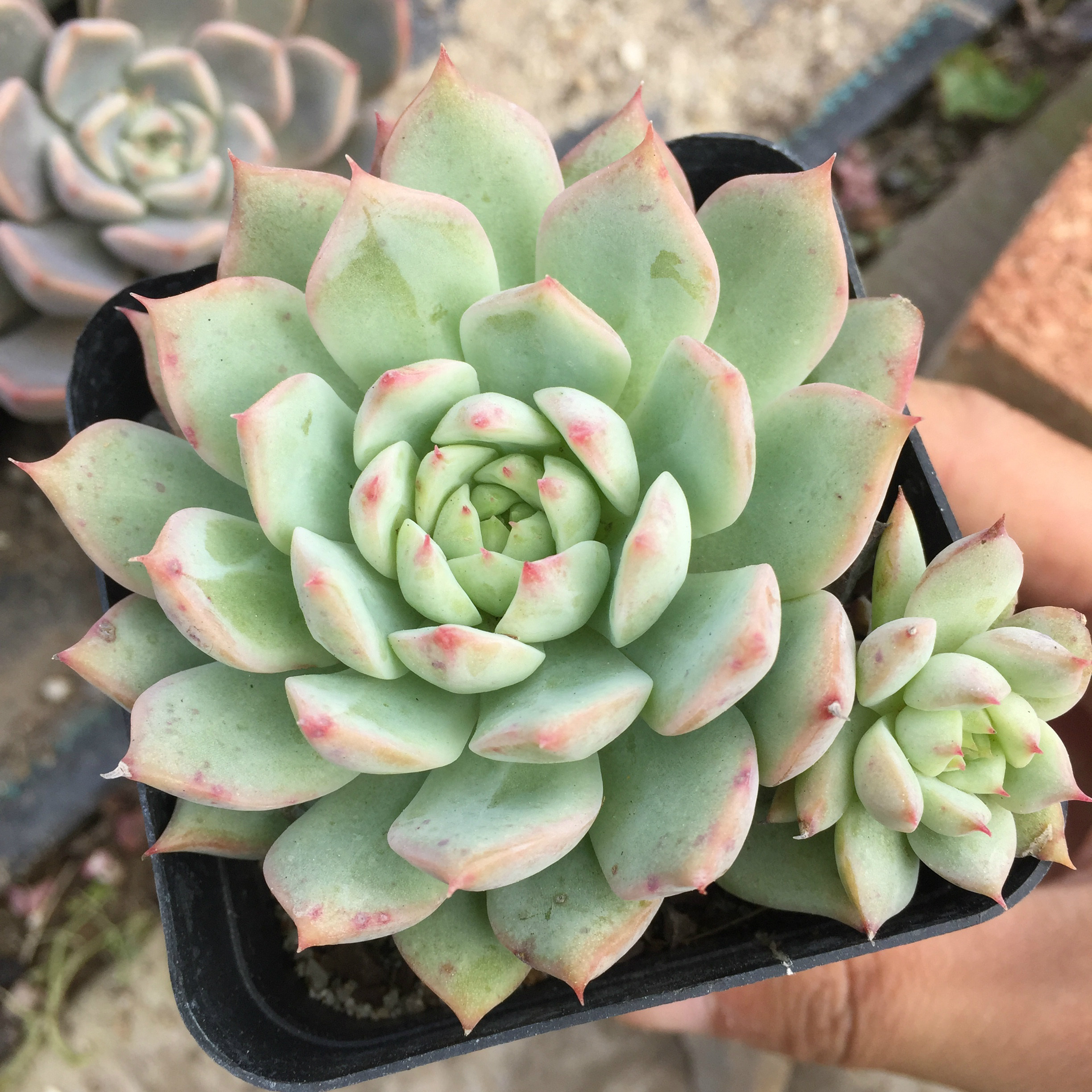 tp蒂比多肉植物群生精品进口组合盆栽含盆多肉植物