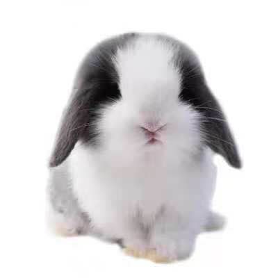 茶杯兔垂耳侏儒兔宝宝小型宠物长不大道奇兔子荷兰兔迷你活体动物
