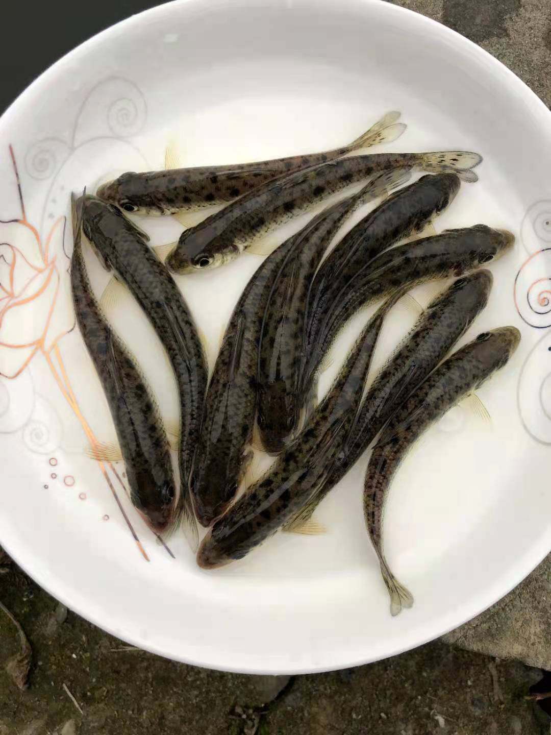 鱼苗花骨淡水养殖好养小鱼原生原生活活体鱼土鱼