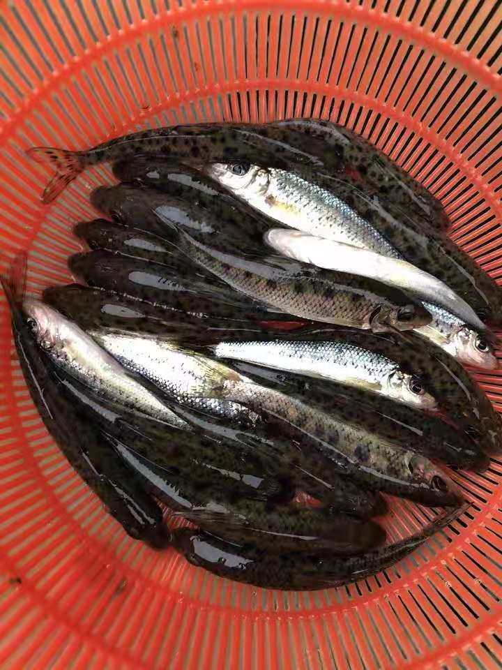 鱼苗花骨淡水养殖好养小鱼原生原生活活体鱼土鱼