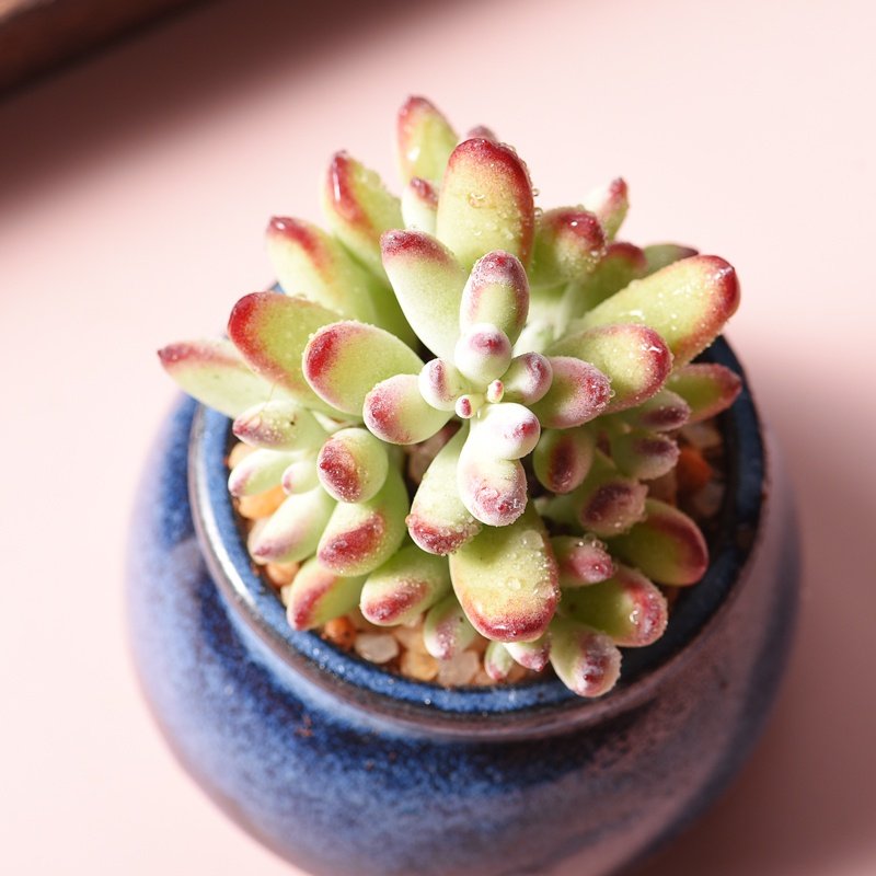 福娘指多肉植物盆栽新手好养萌肉肉多头群生办公室绿植花卉防辐射