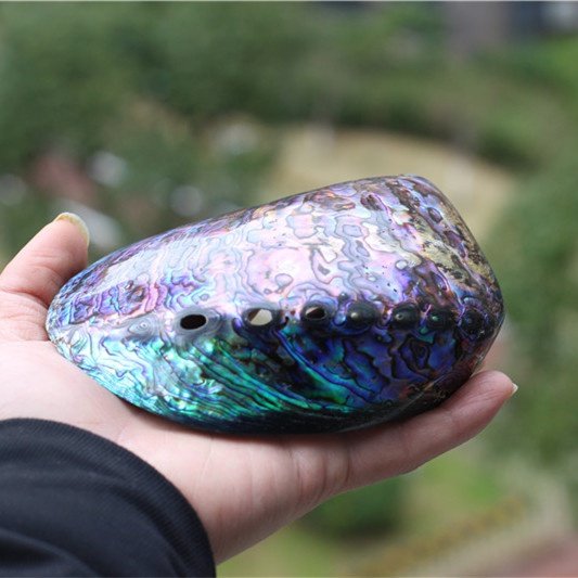 天然海螺贝壳新西兰蓝色鲍鱼收纳盒香皂盒鼠尾草海螺