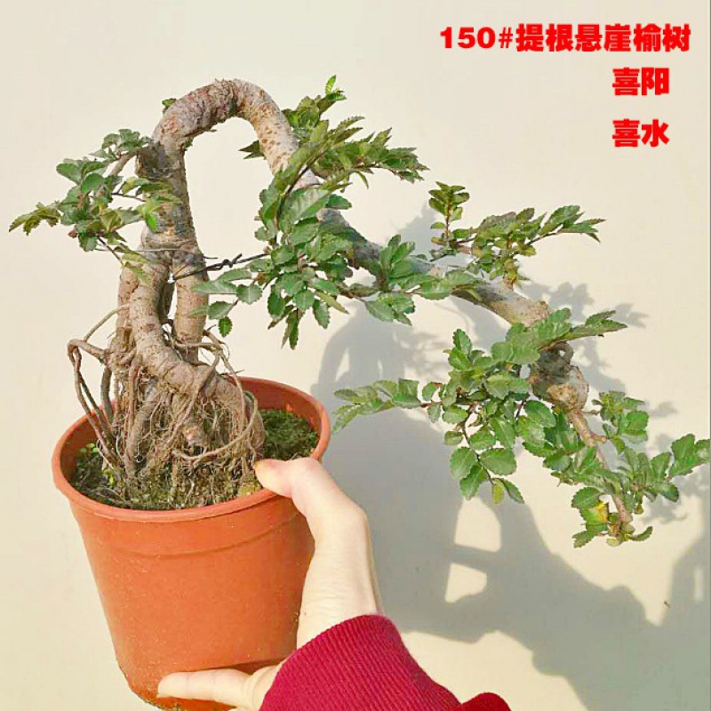 老桩榆树盆景小叶榔榆钱树悬崖植物冷水水花绿植