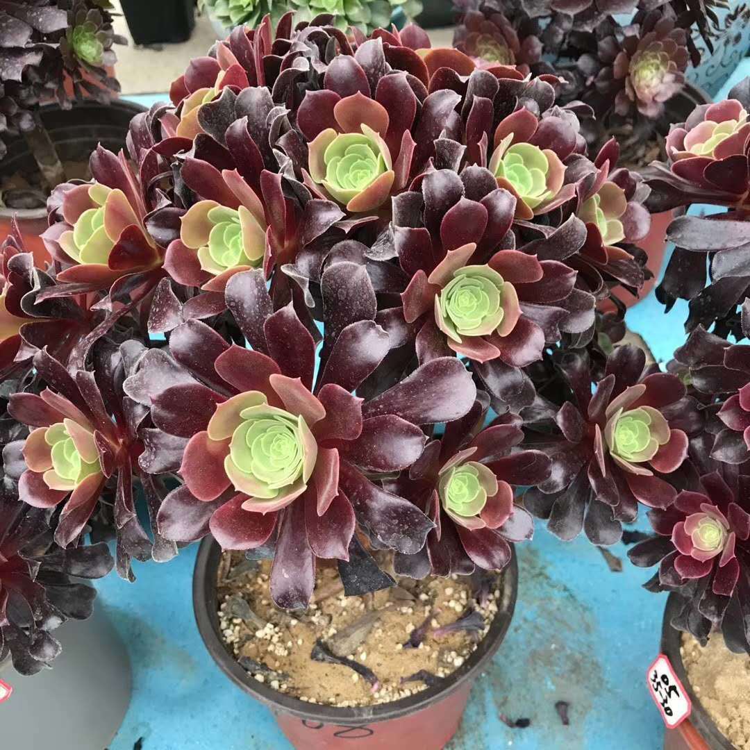 春天手捧花紫绿单头黑金黑金刚刚好迷你植物腹轮多肉植物