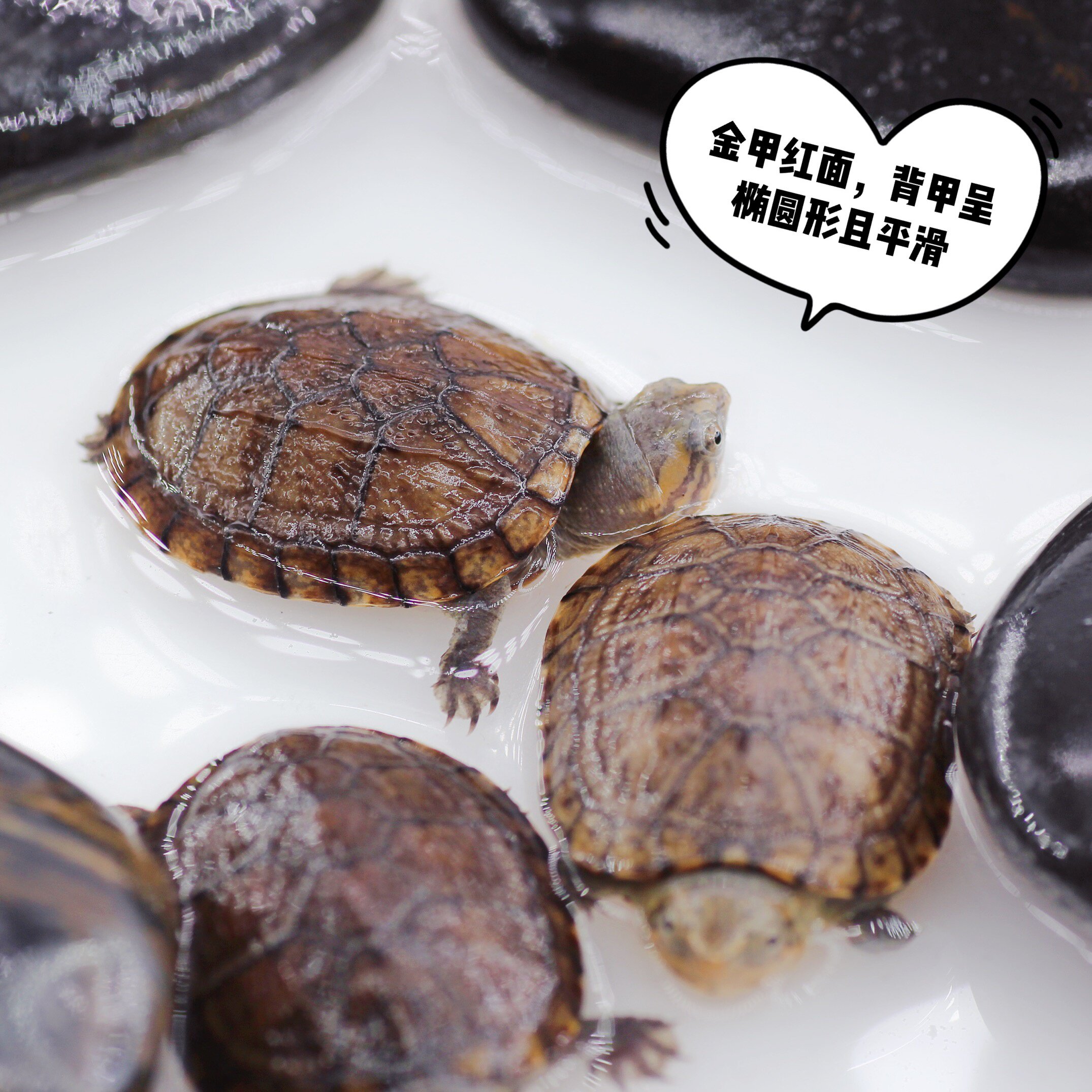 红面龟苗宠物乌龟观赏深水杂食龟