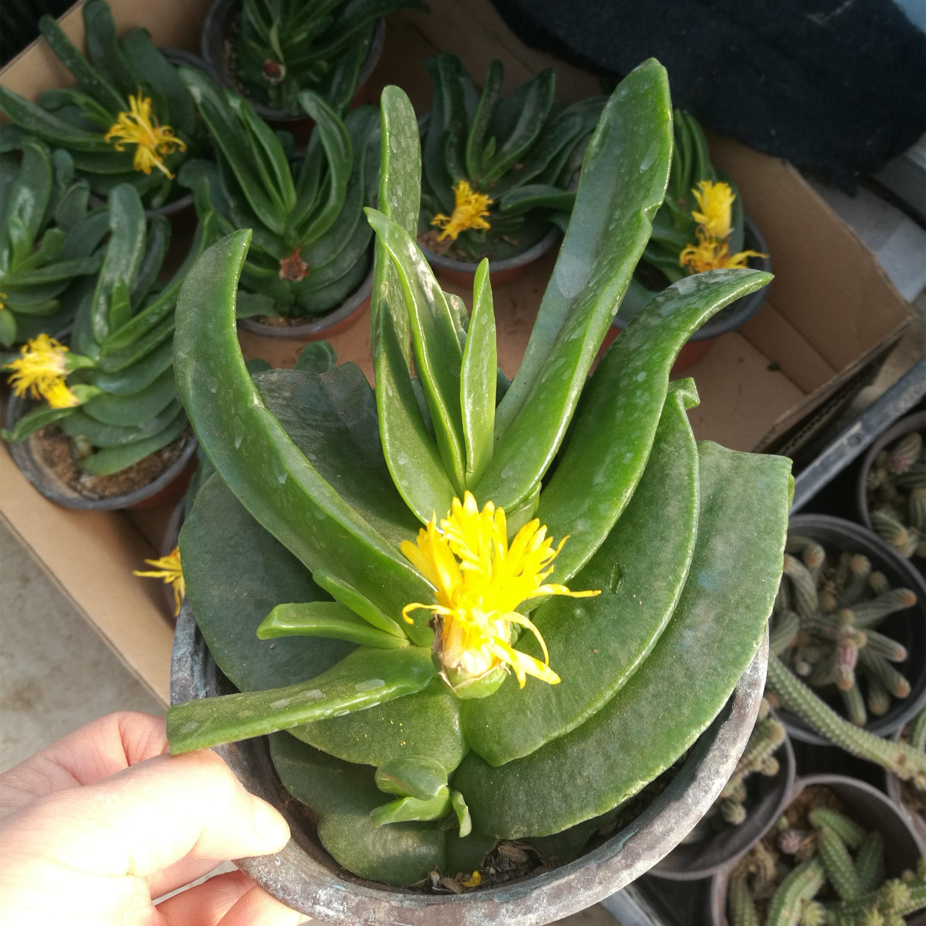 佛手大盆托金多肉植物手掌萌肉多年生盆景实拍多肉植物