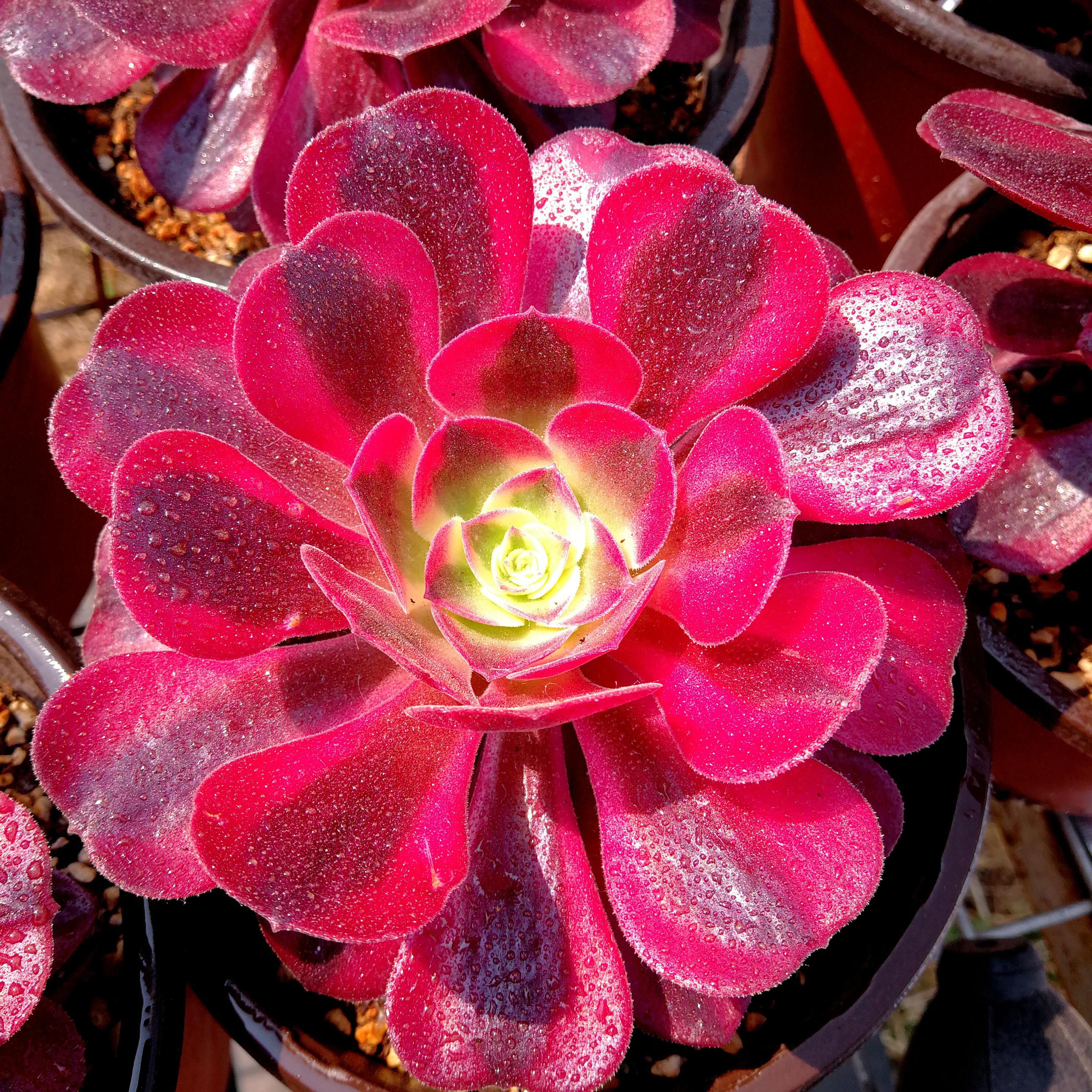 美杜莎法师一物一拍三圣稀有有多植物清新款巨型多肉植物