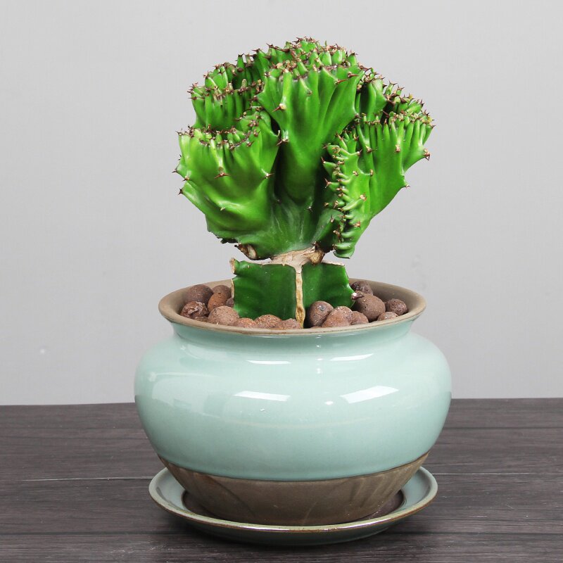 植物麒麟肉绿仙人掌养植招财花卉客厅好旺旺宅花盆