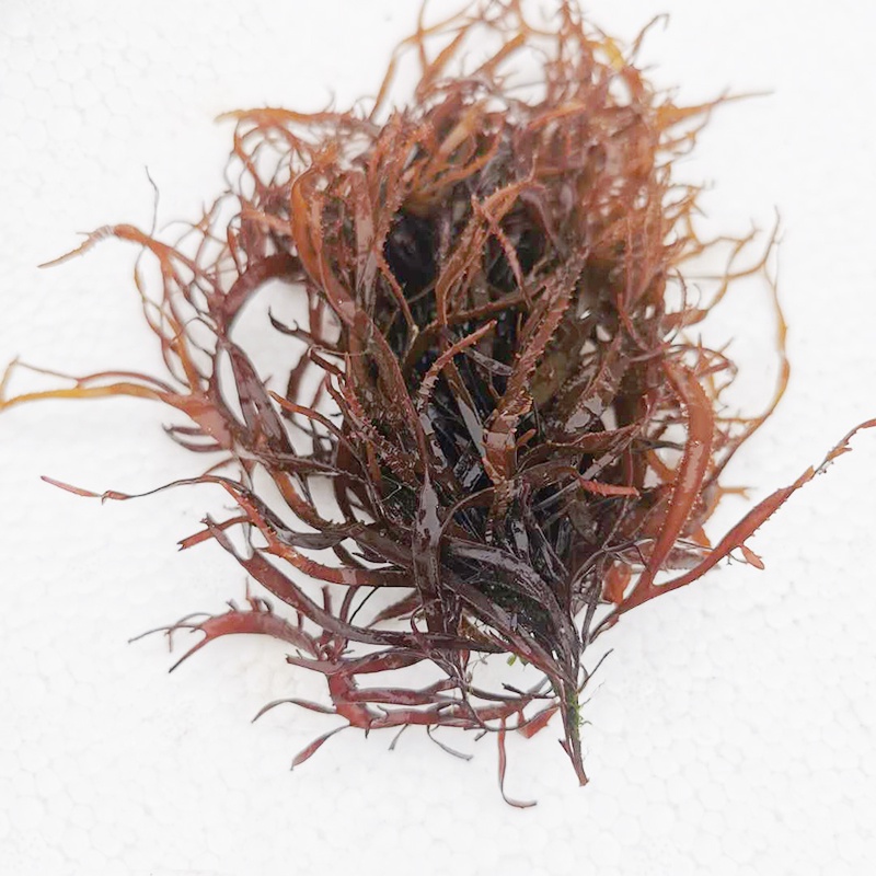 海水鱼缸海海草海藻水草火焰鹿角藻绿棉藻红海其它水族宠物