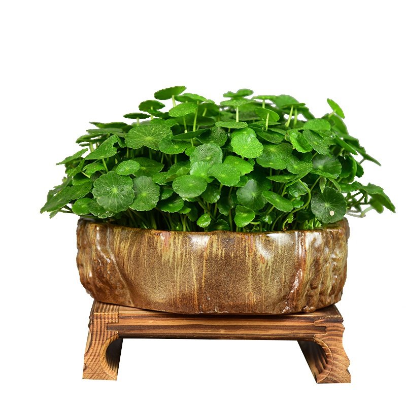 办公室内带盆景物水草养叶培植铜钱水绿常青客厅x盆栽金钱草植