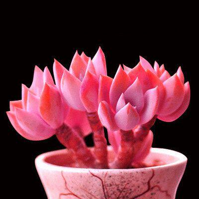 魔法多肉植物碧光光环稀有品种货带香味小红莓多肉植物