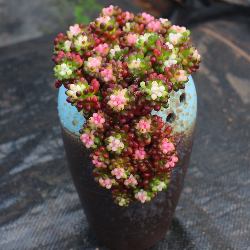 圆叶彩色浆果粉色多肉植物稀有贵重品种小盆多肉植物
